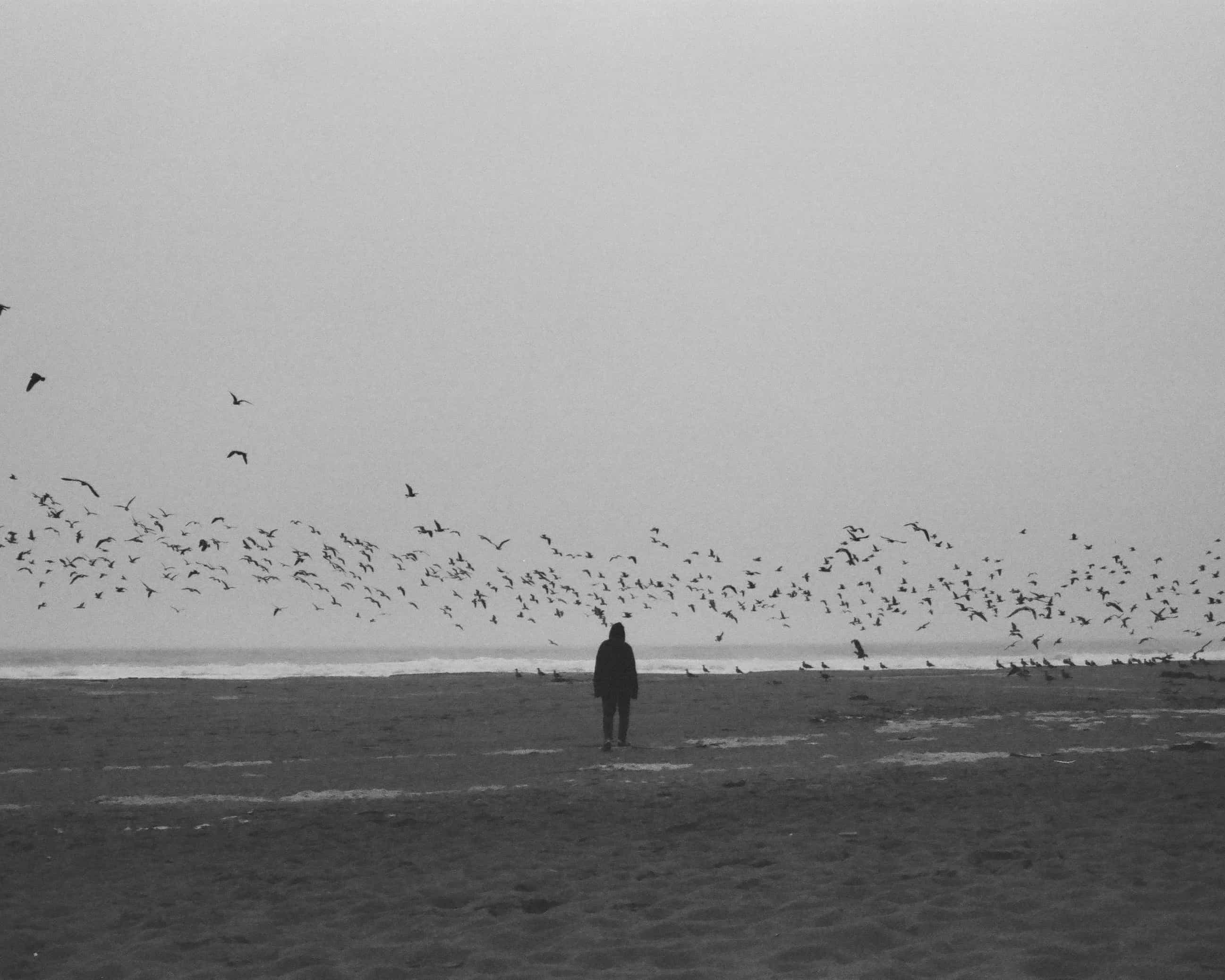 birds-light