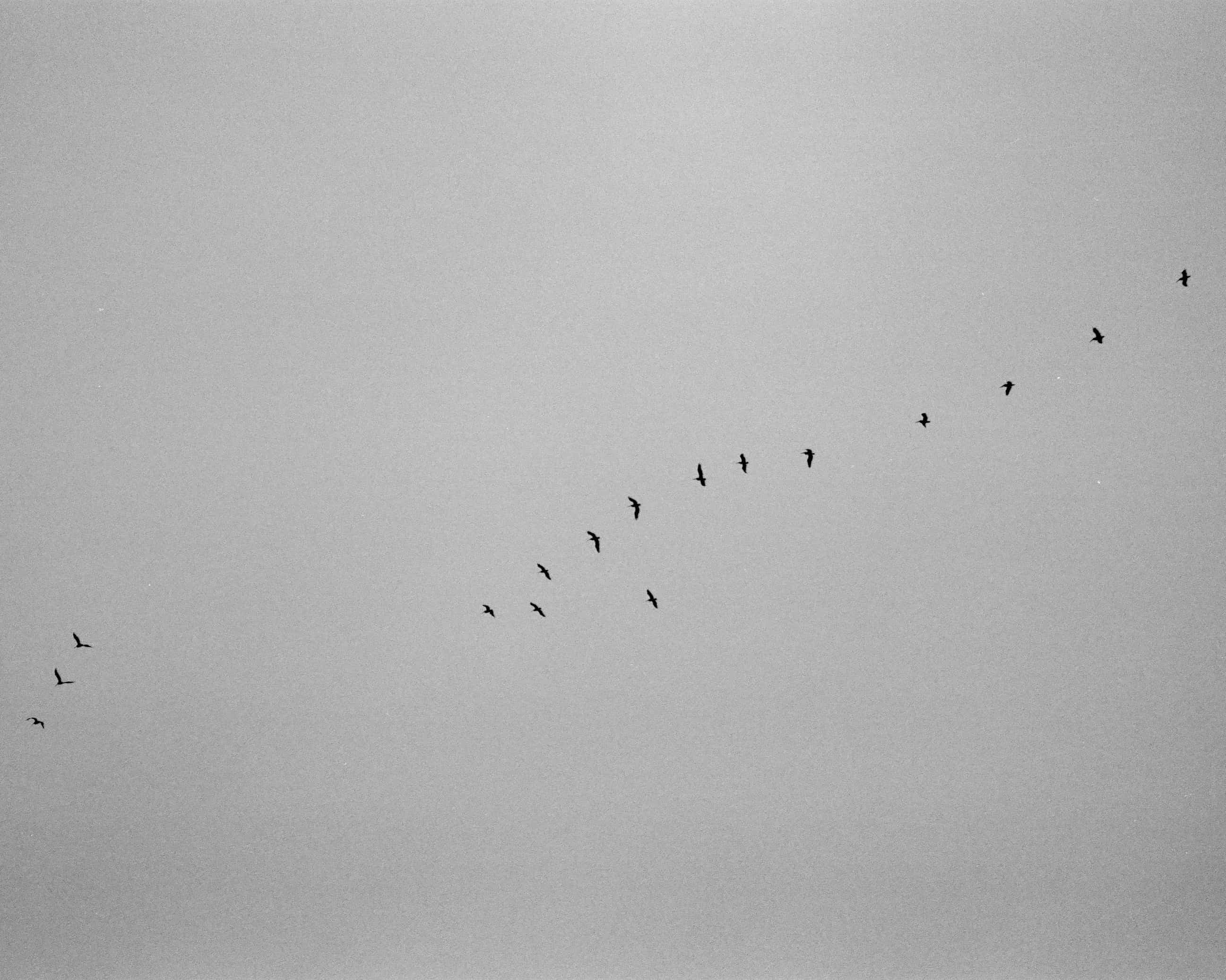 birds