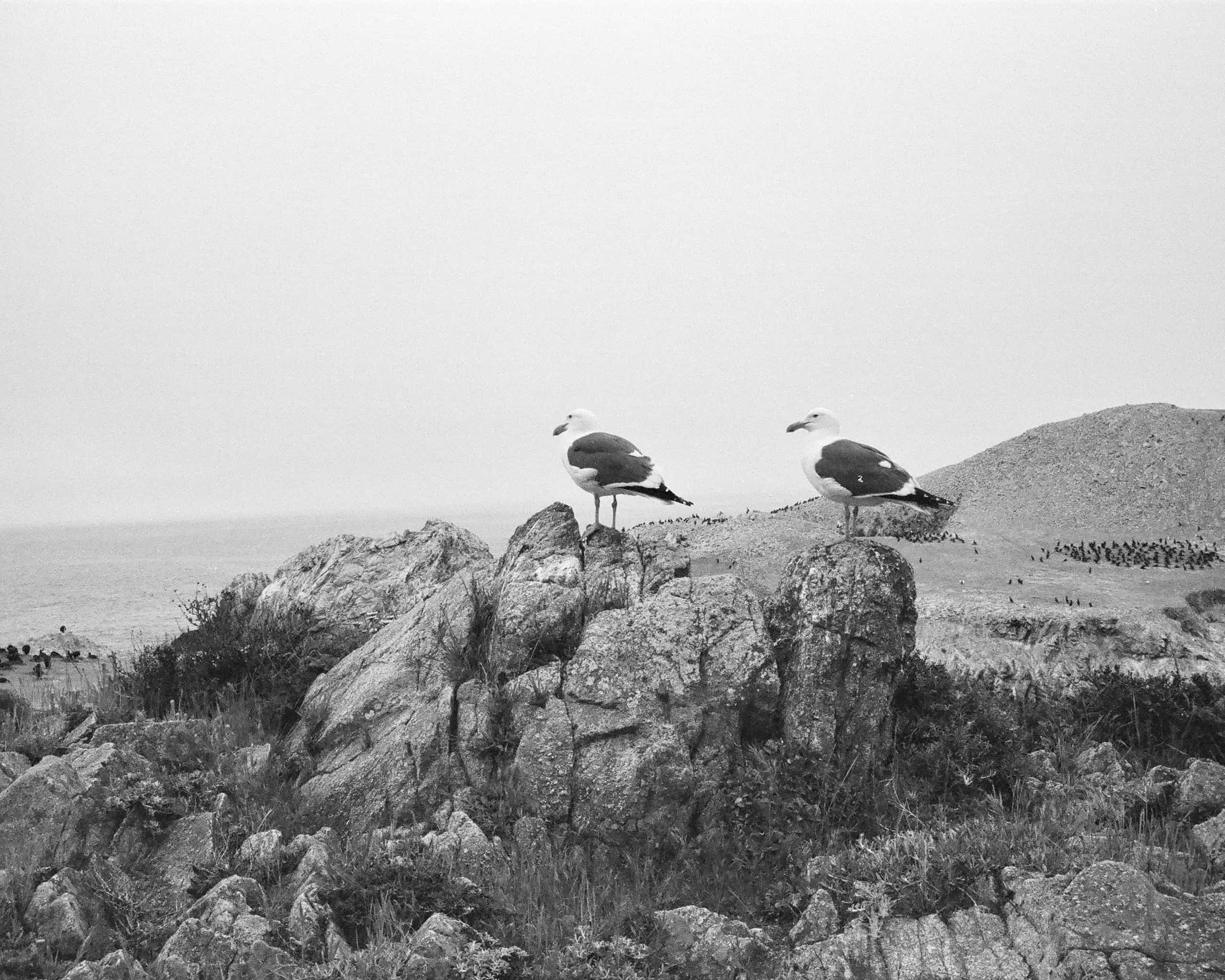 seagull