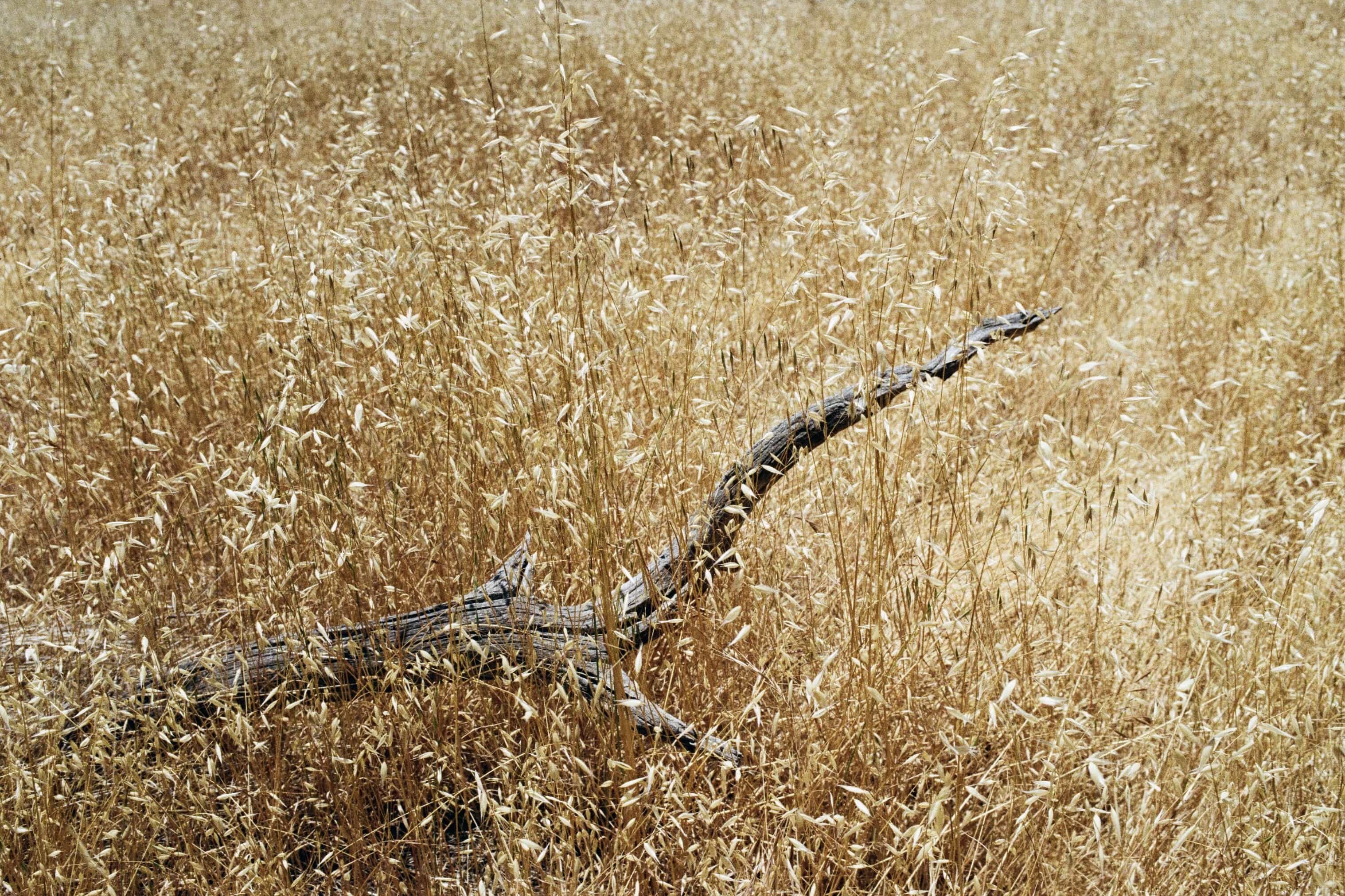 31a