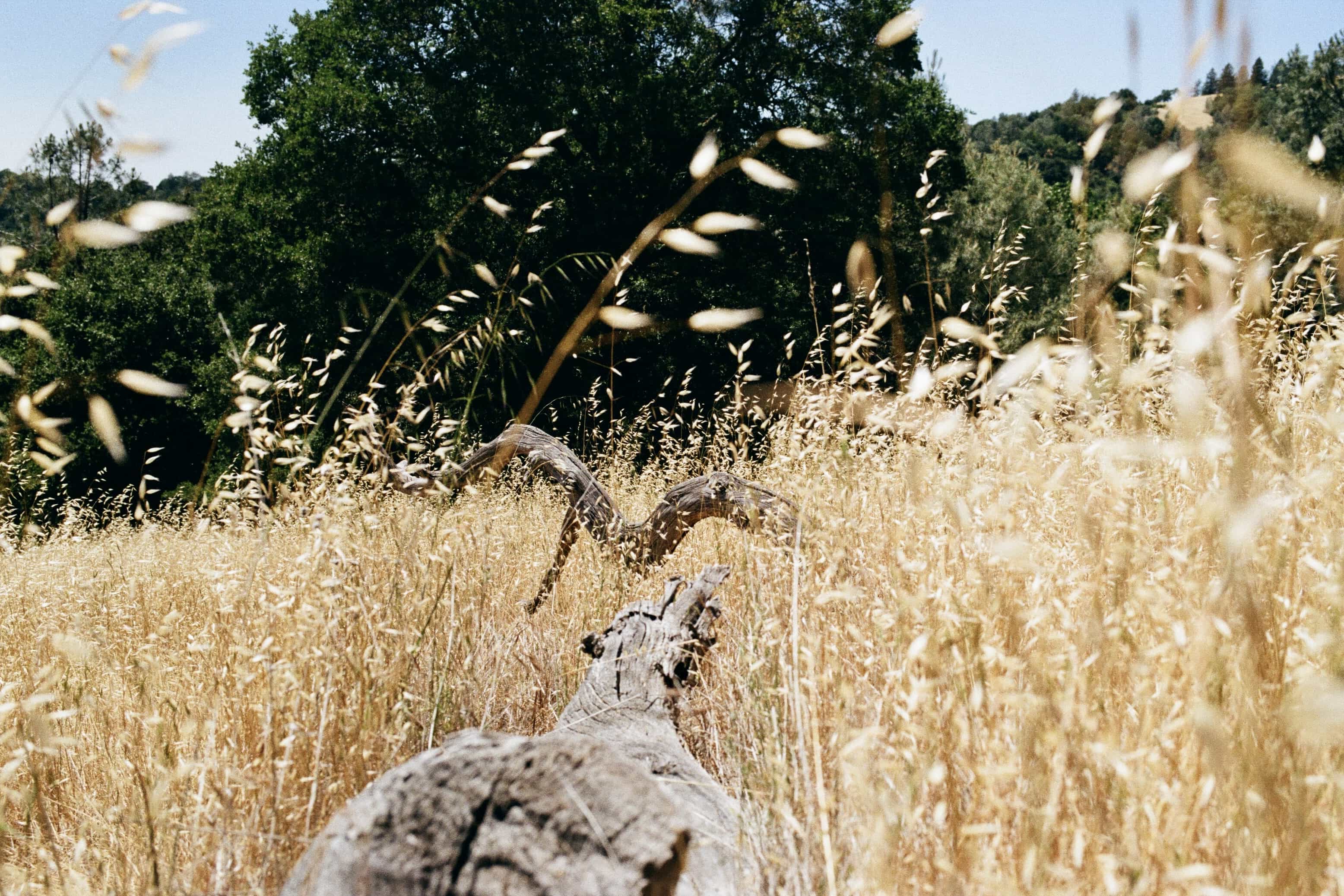 31b